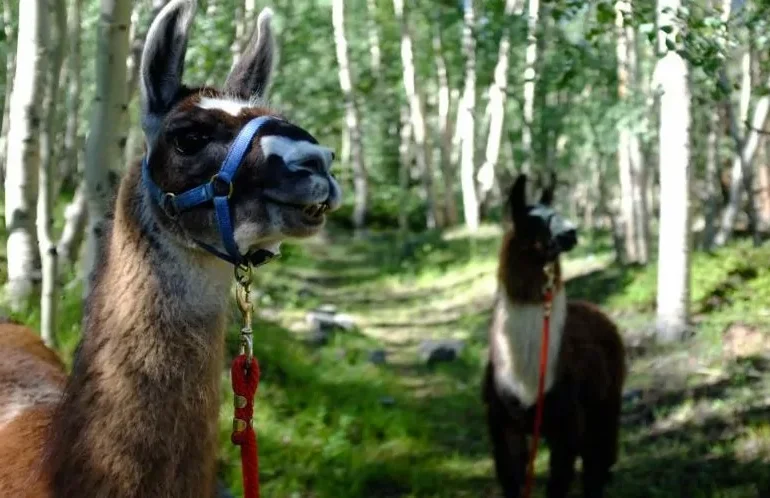 5 Reasons To Do A Llama Trek